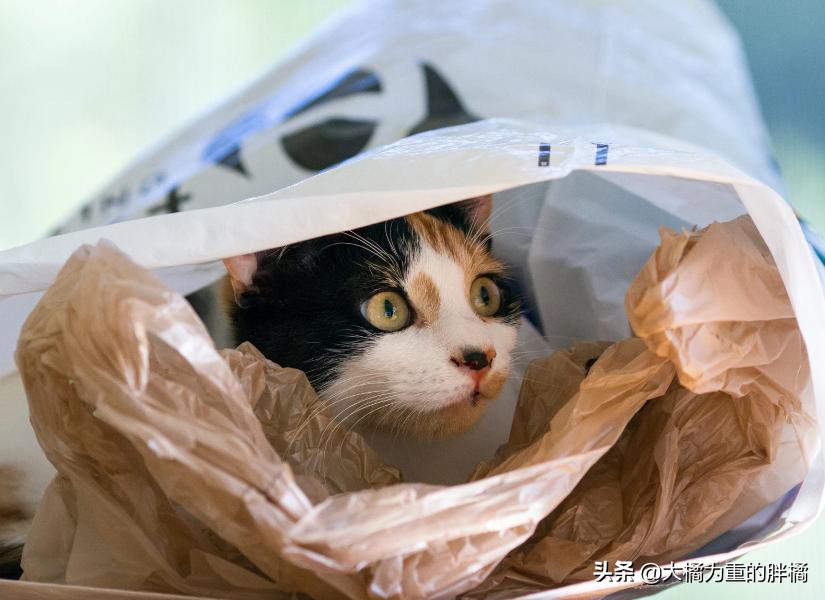 猫咪为什么喜欢咬纸箱吃,猫咪为什么爱咬塑料袋咬完就吐
