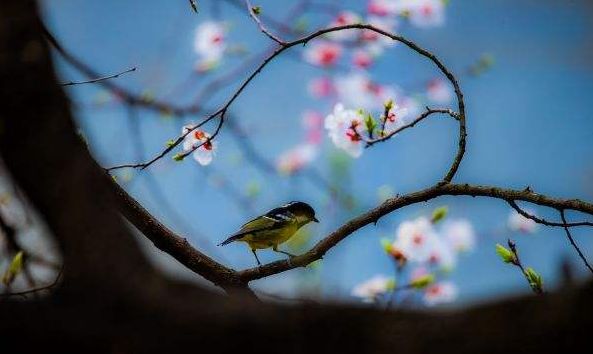 美文美图云水禅心,意境美图美文