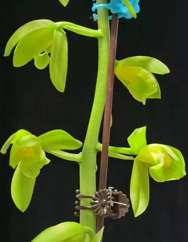 秦岭早年下山的一颗蕙兰荷素，后来成为传世名品