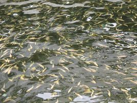 鱼苗下塘怎么管理,鱼苗下塘怎么养成活率高