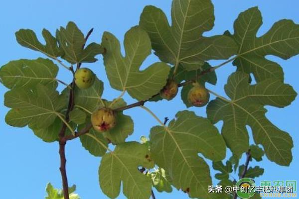 无花果高产方法,无花果高产修剪方法