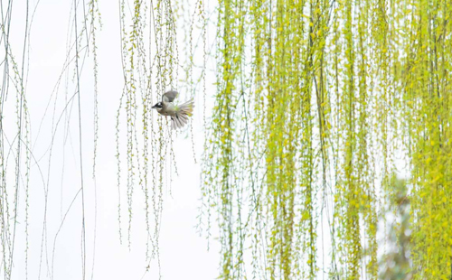 杨柳的诗句古诗大全,杨柳的原创诗词