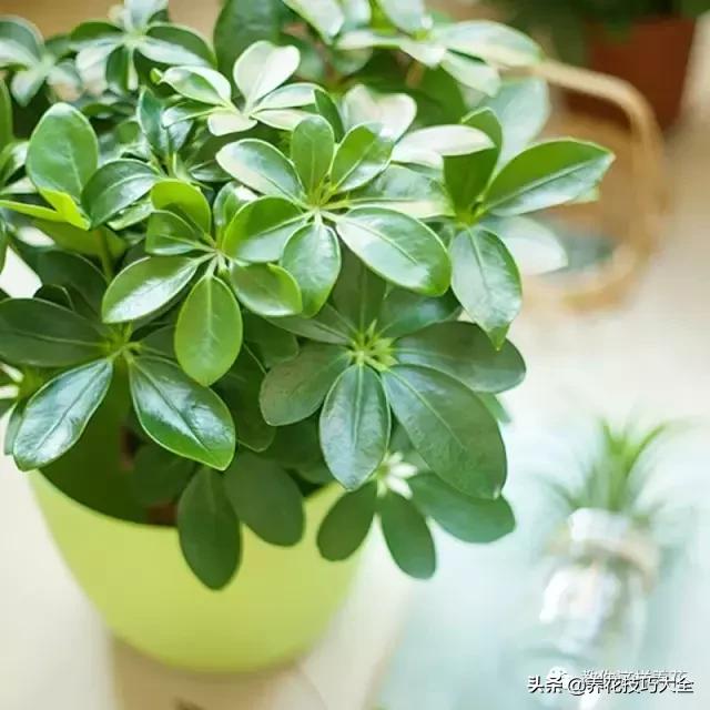 绿萝吊兰怎么去甲醛,这4种花比吊兰绿萝好养