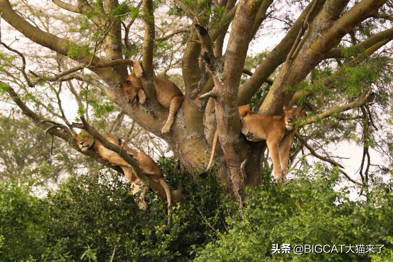 因捕食家畜被易位的狮子命运如何？大多数命运凄惨，活不过一年