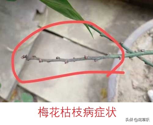 救活梅花,梅花急救方法