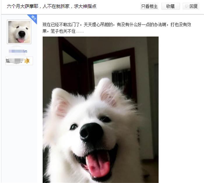 一岁的萨摩耶老是拆家怎么办,6个月的萨摩耶还能接受主人吗