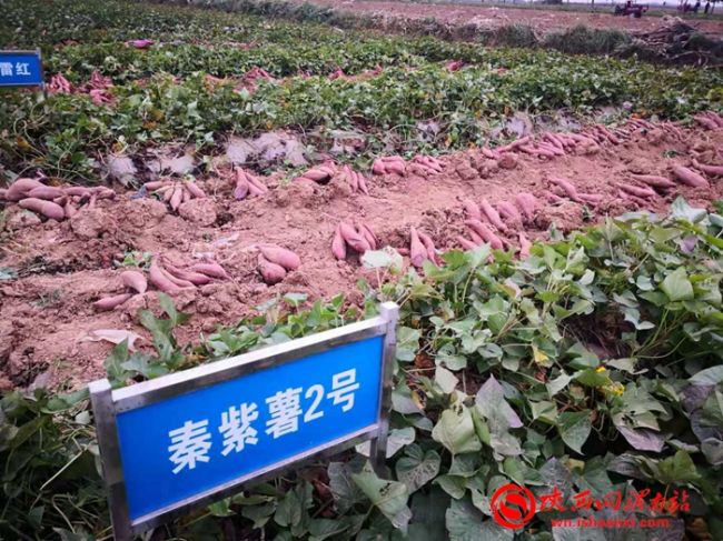 玉田红薯新品种,新品种红薯图片大全