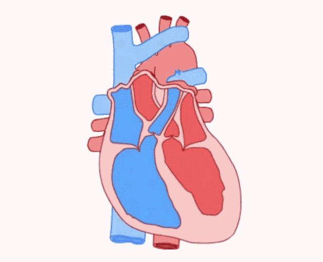 脸上浮肿与心脏有关吗,脸上长疹子眼睑浮肿怎么办