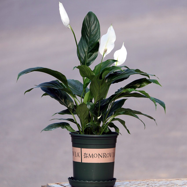 从各个角度解析“一帆风顺”的生长历程