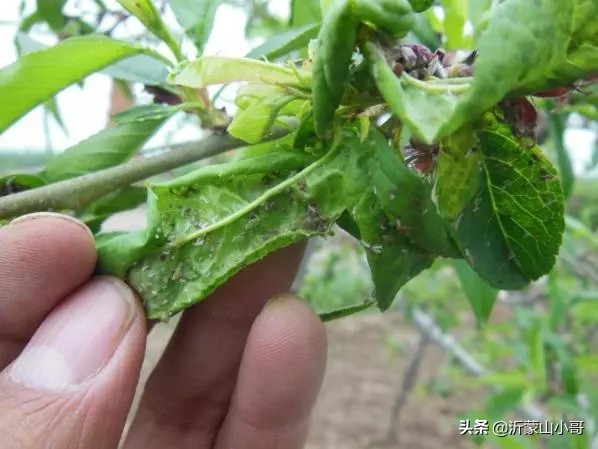 桃树蚜虫防治的最佳方案,桃树上的蚜虫怎么治