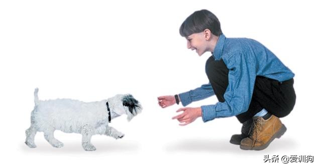 训犬的100个基本方法,训犬的技巧