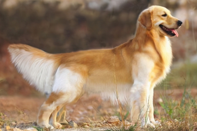 金毛月经期间能吃打虫药吗,金毛来月经可以洗澡吗