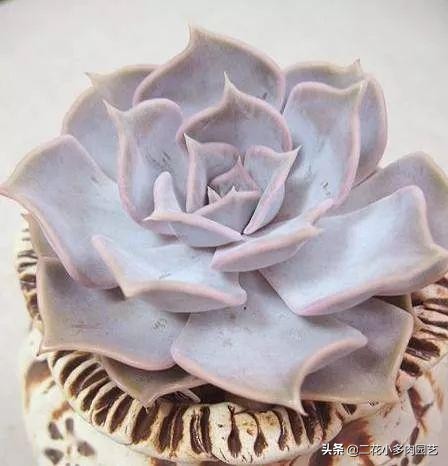 365种·常见花卉图谱，观果和多肉植物收藏篇