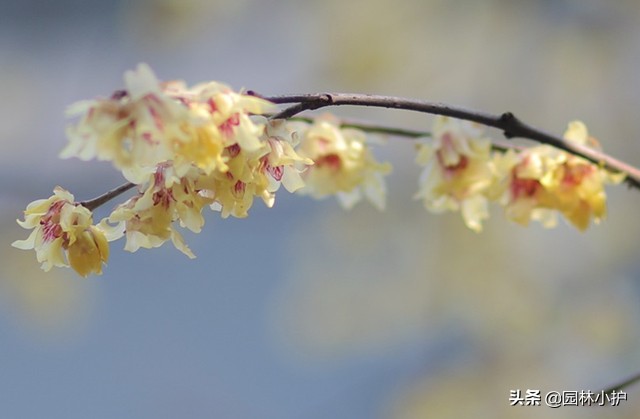 腊梅与梅花是一种花吗为什么,梅花和腊梅是不是一种植物