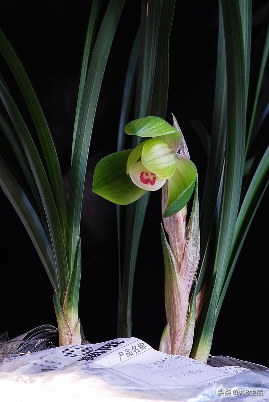 春兰名品兰花,春兰兰花名品图鉴