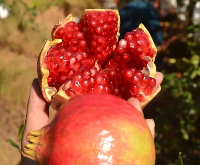 吃石榴不吐皮,吃石榴不吐籽的石榴