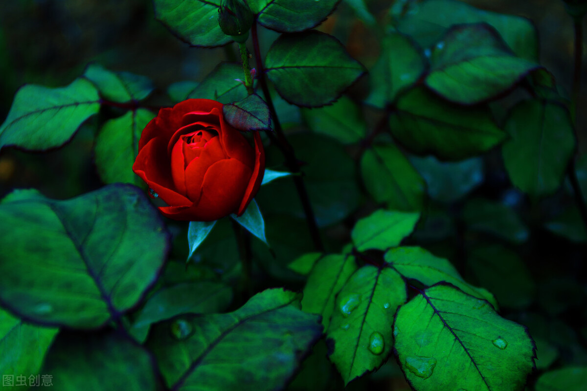 白浅说离镜终其一生都在追寻,白浅骂离镜和玄女天生一对