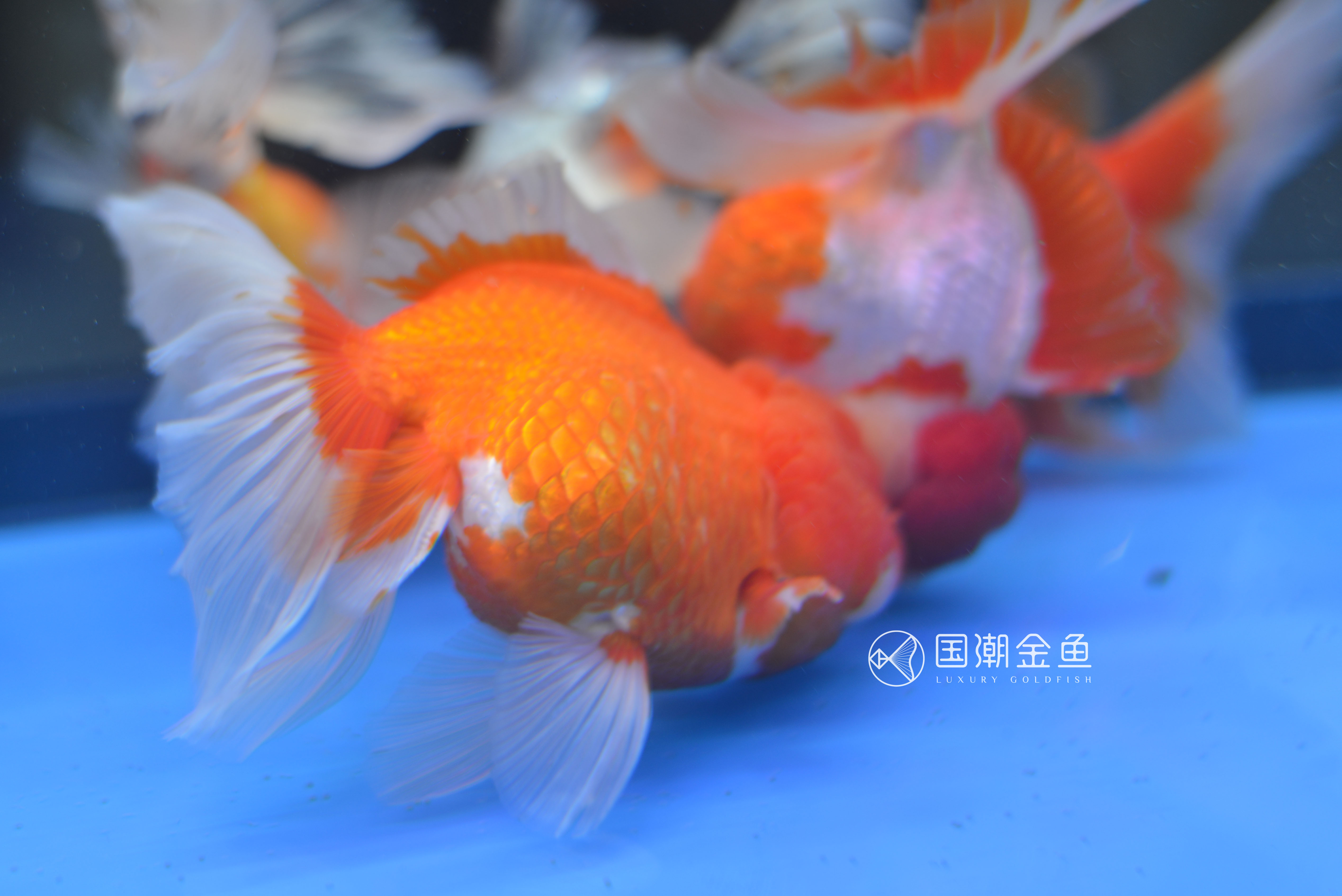 海水缸开缸详细教程视频,养金鱼开缸养水全过程