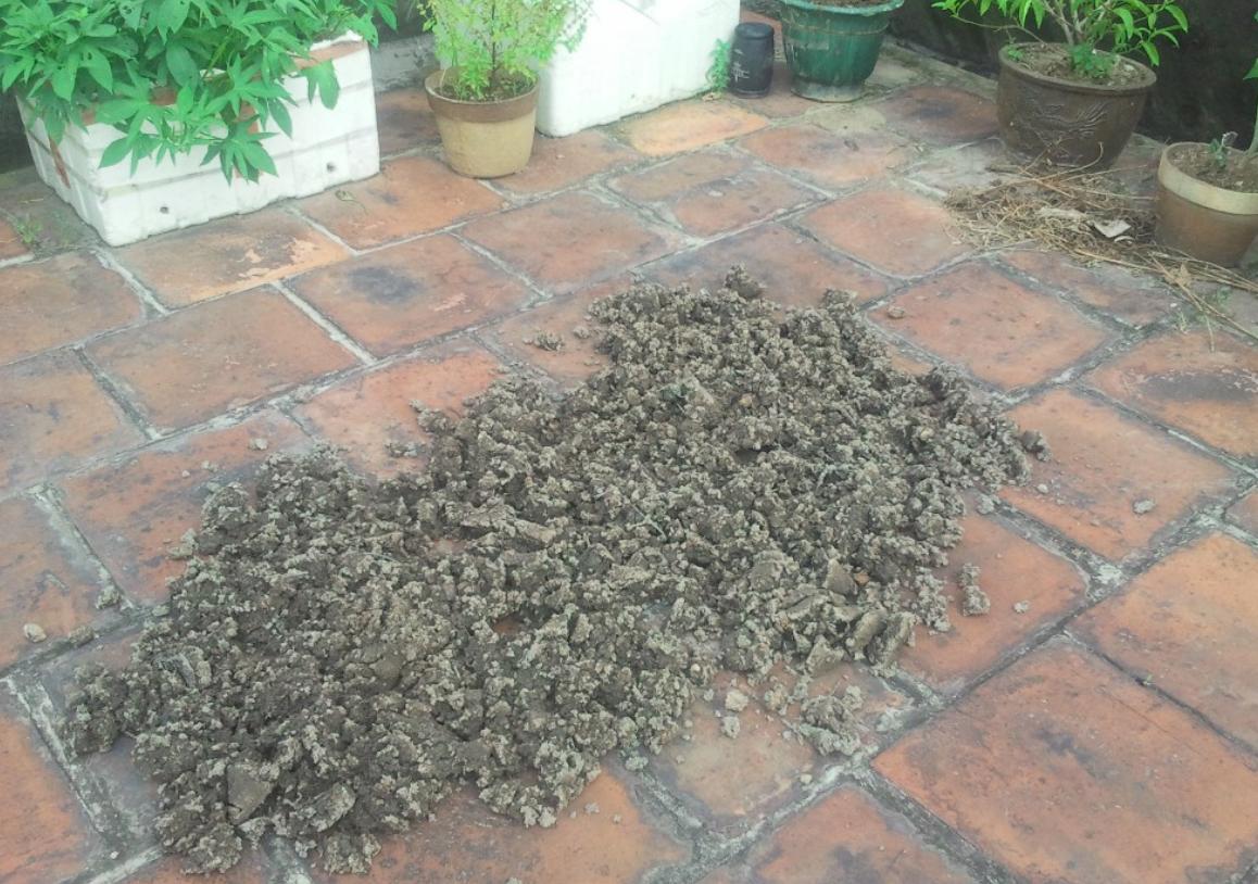 菜籽饼可以直接埋土里做花肥吗,菜籽饼发酵做肥料怎么做好吃