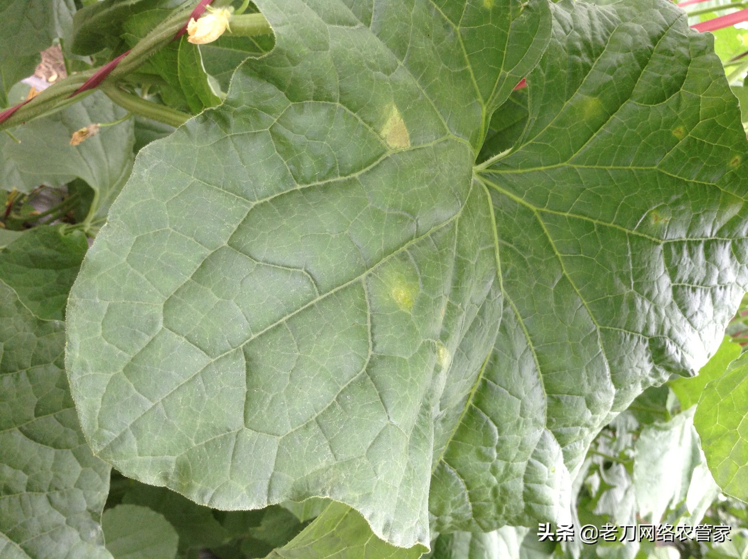 网纹甜瓜果实药害,梢瓜霜霉病防治