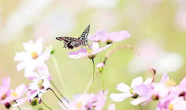 那些唯美的古代情诗,中国古代情诗100句脱单必备