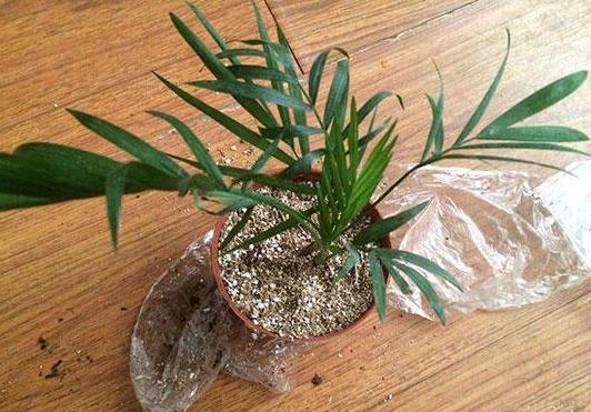 养花的土怎么才能改善酸性土壤,想要土壤疏松透气加什么