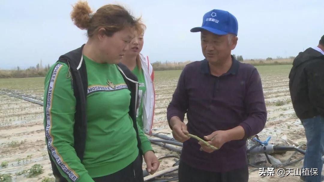 种植芦笋的危害,芦笋种植耐阴吗