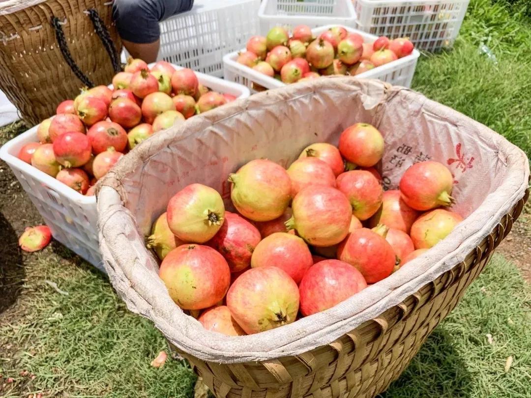 突尼斯石榴是不是都是爆汁的呢,好吃不吐籽的突尼斯软籽石榴来了