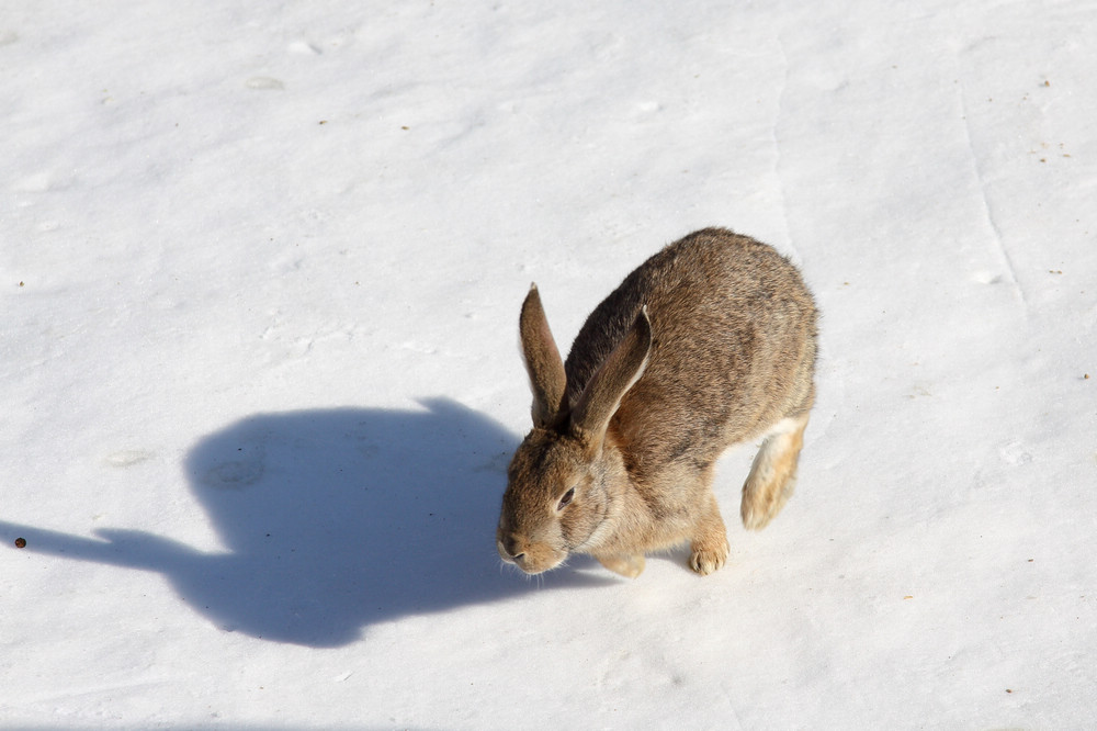 民国连环杀人案农村,山村血案真相纪实完整版