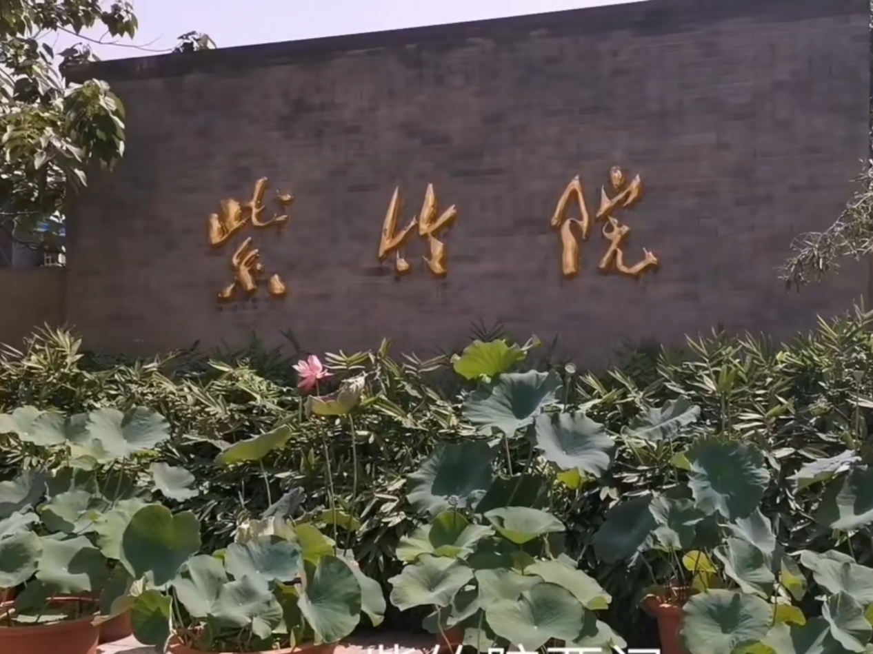 紫竹院公园湖边漫步随拍荷花美景,紫竹院公园荷花