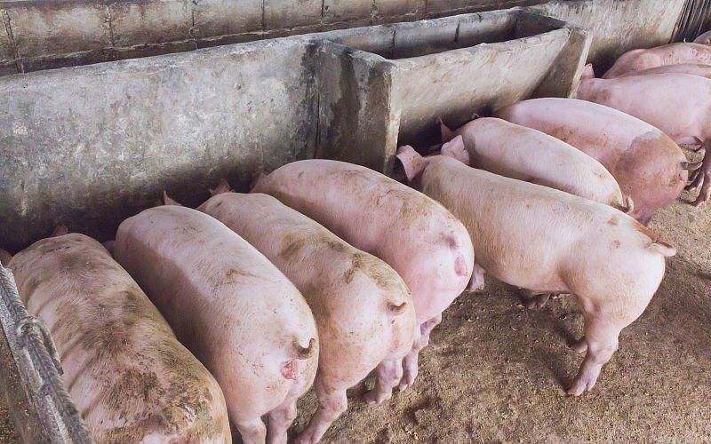 怎么预防猪球虫,猪球虫病的防治措施