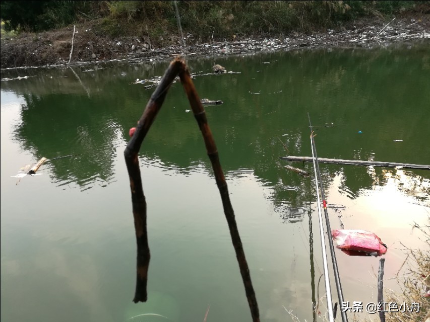 鲤鱼草鱼罗非鱼饵料配方,鲤鱼罗非鱼通杀饵料搭配