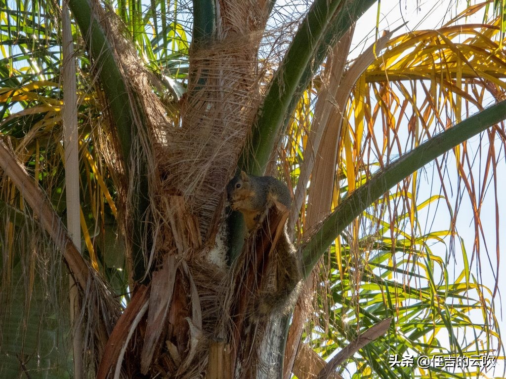 尼康p1000除了长焦还有别的优势吗,尼康p1000有什么弊端