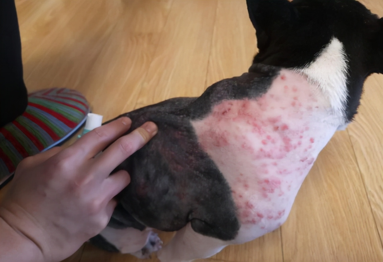 想知道狗狗身上是否有寄生虫，可以用老祖宗的“方法”试试看