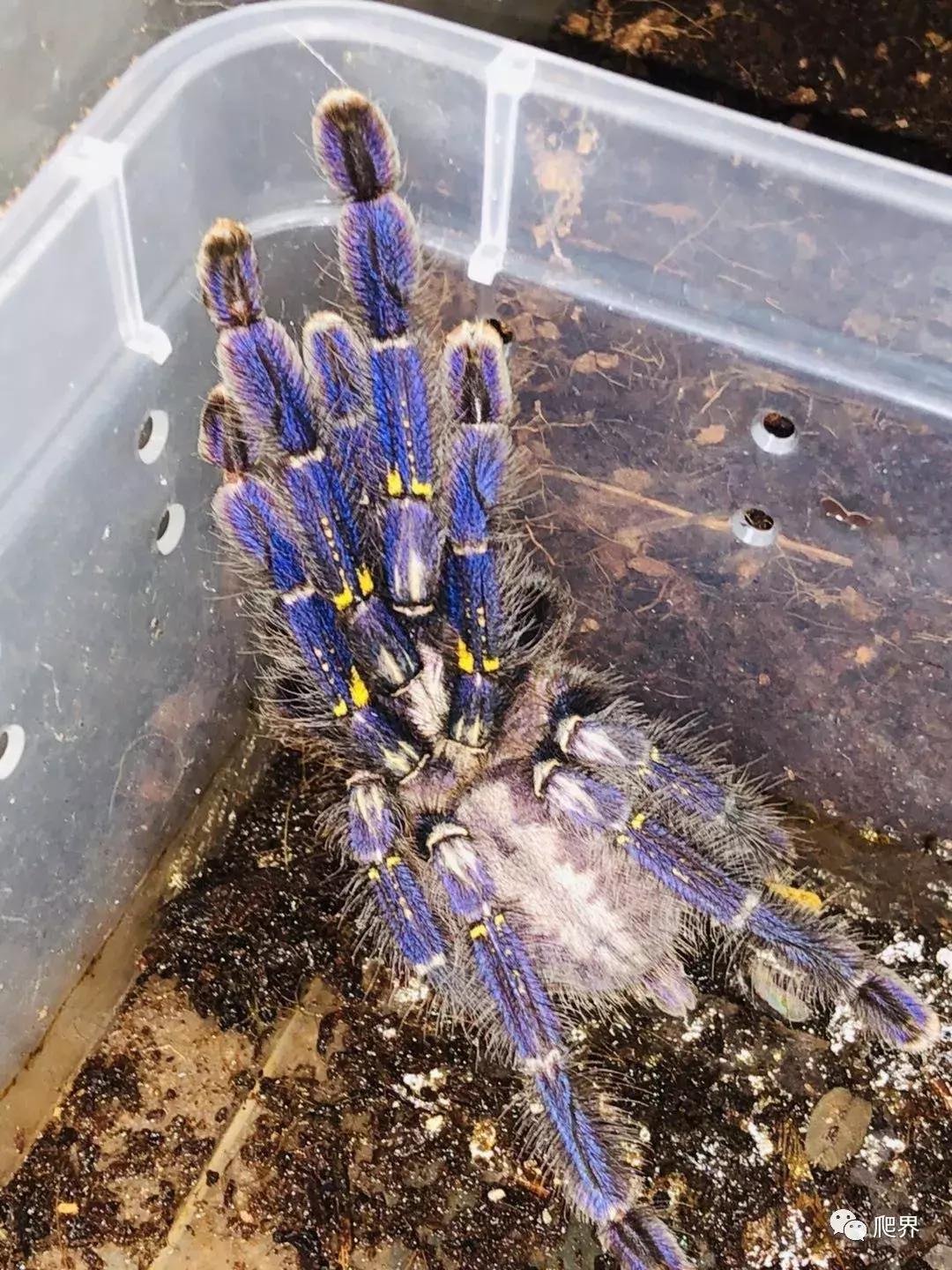 湛江爬宠店,深圳爬宠店在哪里