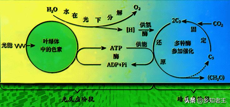 作物缺钼失绿怎么办,瓜类缺钼症的症状