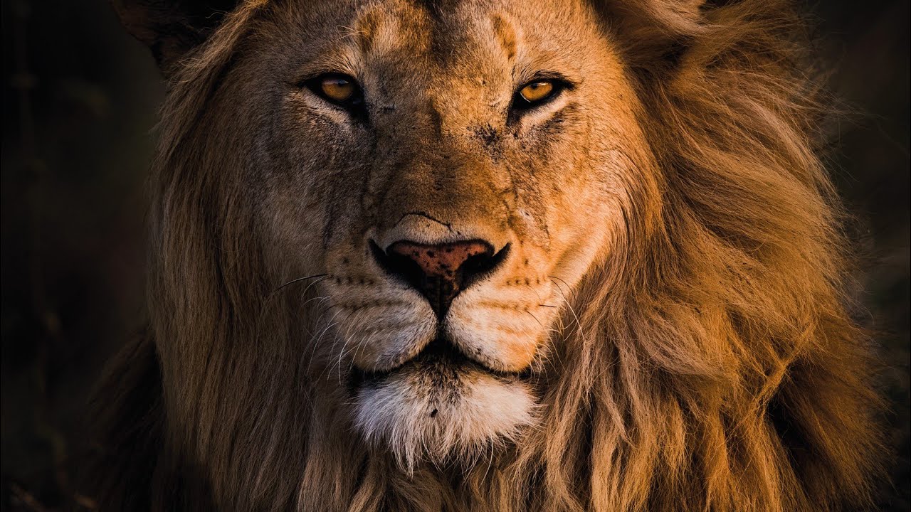 狮子10大知识,狮子相关知识