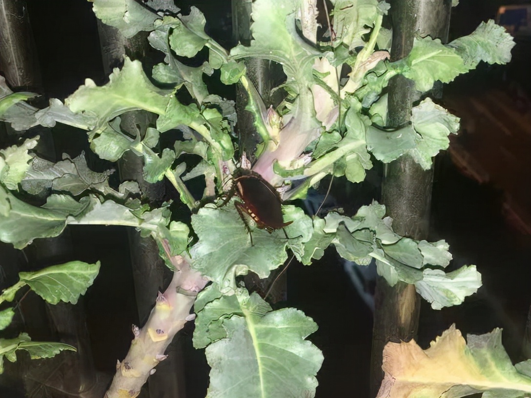 蟑螂是害虫还是昆虫,昆虫为什么能灭蟑螂