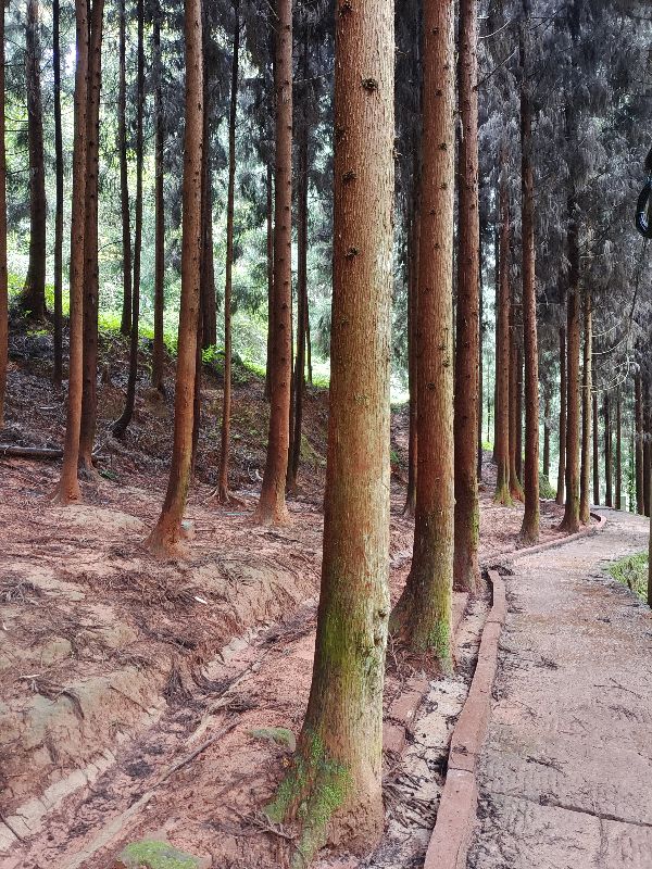 大型氧吧机,森林公园吸氧