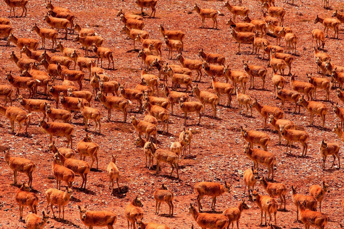 雌性伟大,雄性薄情,藏羚羊的交配和繁殖,奇怪的知识又增加了