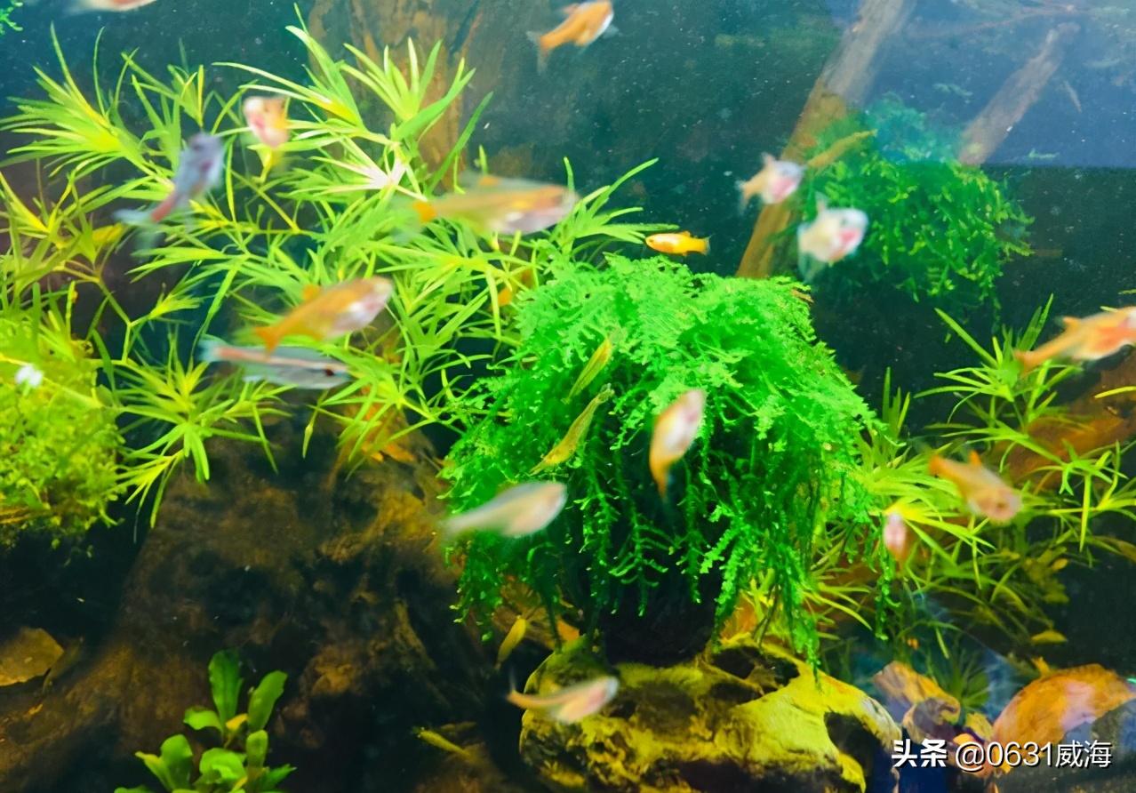 孔雀鱼小崽多久不死就算稳定了,孔雀鱼小崽怎么养才不会死