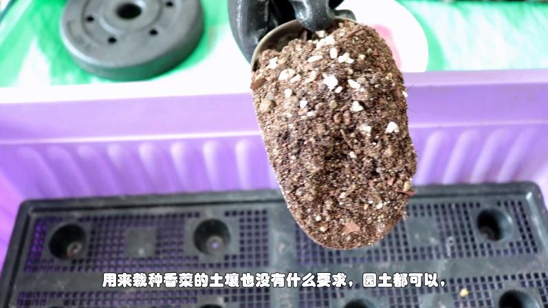 盆栽香菜怎么种植最快最好,家庭盆栽香菜的种植方法图片