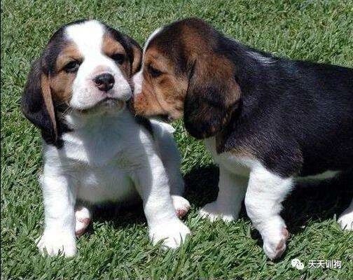 养好一只小狗的条件,如何养好小狗的视频