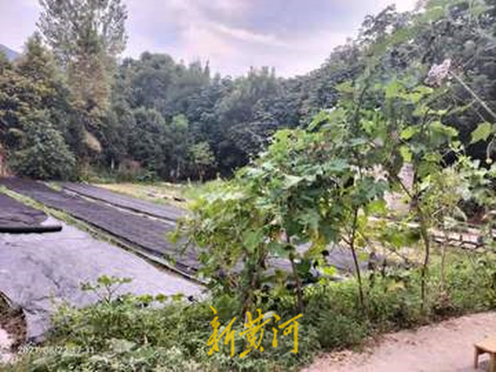 7个娃去张家界夏令营遇疫情,7个娃去夏令营遇疫情被滞留