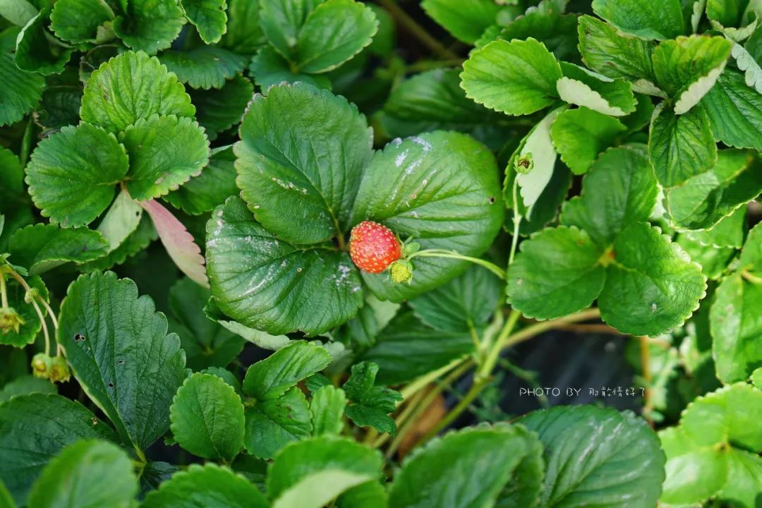 去哪里旅游可以看南极企鹅,旅游攻略南极看企鹅
