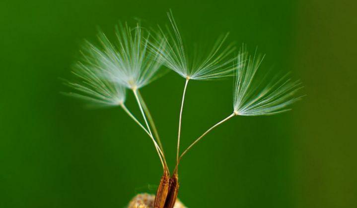 风寒感冒咳嗽流鼻涕喝蒲公英水,感冒嗓子疼能用蒲公英根泡水喝吗