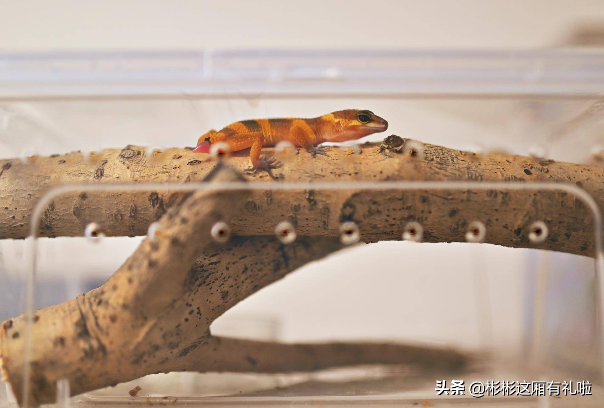 守宫新手养一只还是两只,守宫小白怎么养