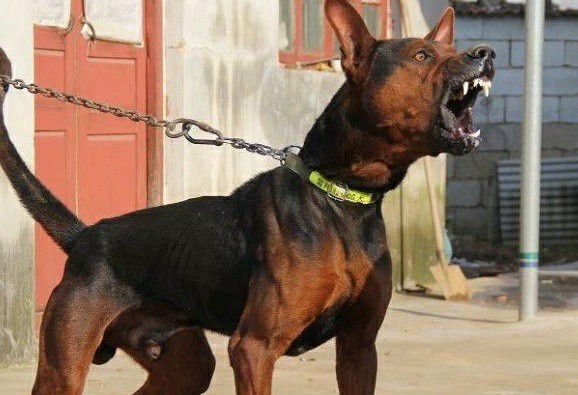 中国比较凶猛的犬,中国被公认的最凶猛的犬