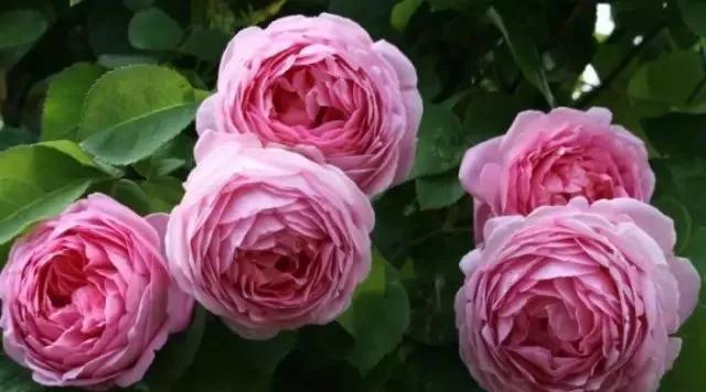 每天学习一点点花卉,100种常见玫瑰品种