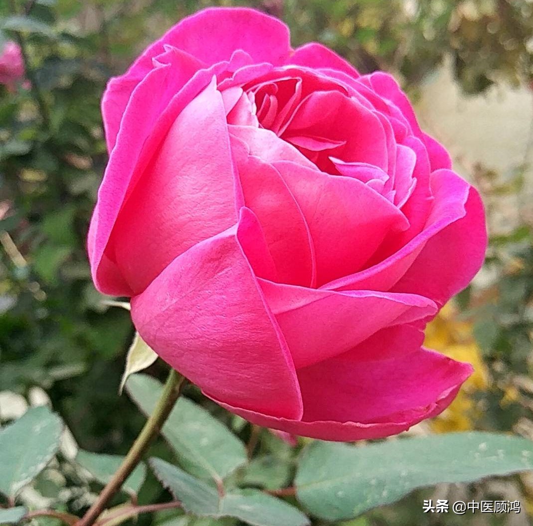 中医用石膏治什么病,伤寒论中石膏的应用